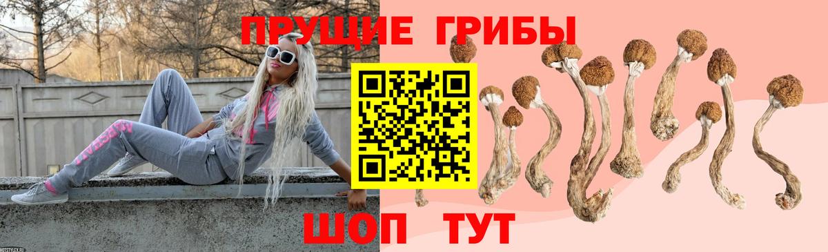 Галлюциногенные грибы GOLDEN TEACHER  как найти закладки  Севастополь  Вход с VPN 